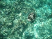 これは…何だったかな⁈