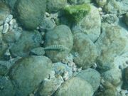 この生物も…話を聞いたのに！