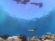 海ガメと出会う事ができました