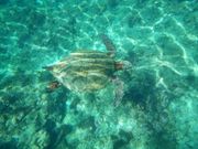 悠々と泳いでます