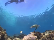 一緒に泳いでます