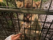 ライオンの餌やり