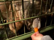 ラクダににんじんあげました