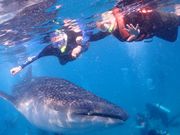 ジンベイザメとのショット