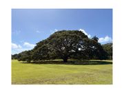 この木なんの木