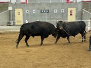 闘牛の練習試合