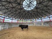 なぐさみ館に偶然いた闘牛