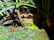 奄美アオガエル