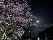 満開の夜桜と月と星