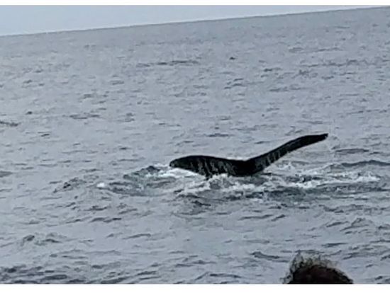 出会えたクジラ