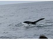 出会えたクジラ