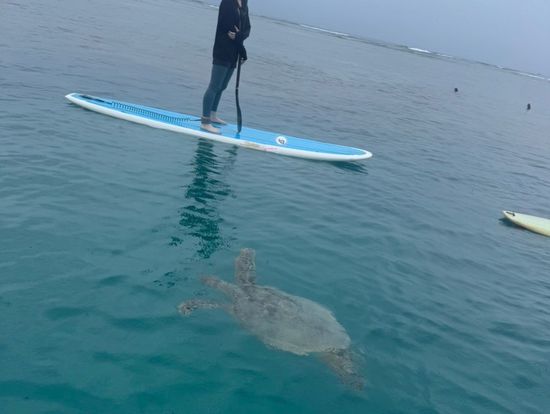 ウミガメと会えました🐢