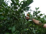 バギー農園のシークワーサー