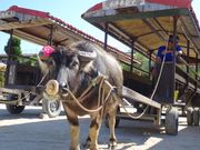 武富島の水牛車