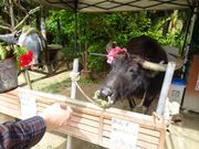 由布島でエサやり体験