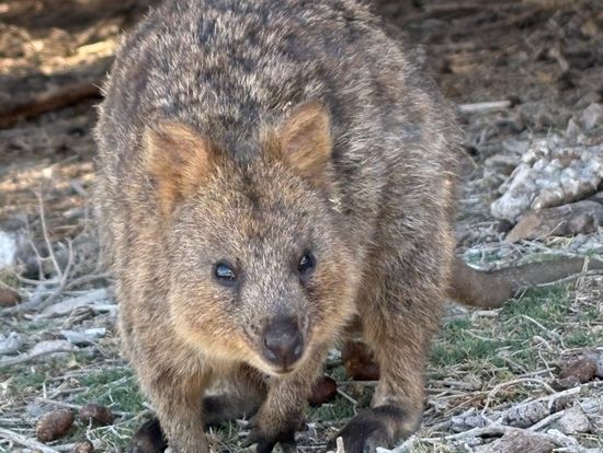 野生のクオッカ