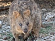 野生のクオッカ