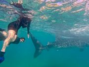 ジンベエザメと泳ぐ