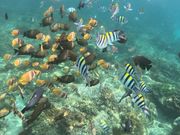 シュノーケルのときの魚たち