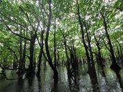 マングローブカヌー