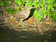 アマミヤマシギ