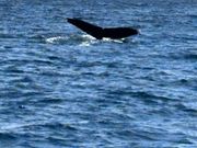 ザトウクジラ！