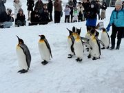 ペンギンのお散歩