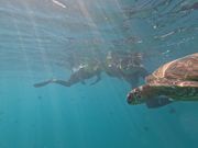 ホヌとの競泳実現
