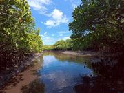 マングローブの林