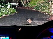 アマミノクロウサギが車のライトで道のど真ん中に浮かび上がりました。