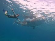 ジンベイザメとさんぽしているような写真を撮ってもらえます。