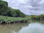 マングローブの森のオヒルギとメヒルギ