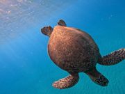 亀さん🐢たちとすごく近い距離でたくさん会えました。ゴープロの画質も最高でした！！