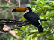 多数種の鳥たち