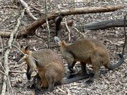 カンガルーやワラビーが日本では考えられない高さで見れます。親子のワラビーが可愛かったです！