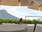 小鳥も遊びにきてました