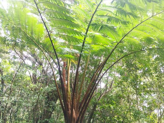 図鑑でしか見たことがない世界を近くで観察することができました。