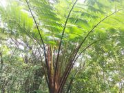 図鑑でしか見たことがない世界を近くで観察することができました。