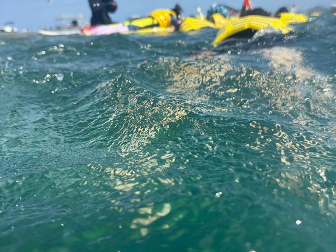 Honeymooning couple snorkeling on Captain Bruce tour