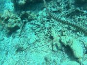 ウミヘビもいた