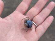 カヌーの時間が少し余ったので干潟に上陸して小動物の観察。紫の蟹とトビハゼ、シオマネキみたいな蟹も。