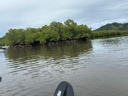 大きな川からマングローブ林へ