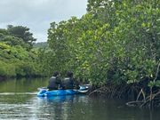 マングローブ林にカニがたくさん隠れていました