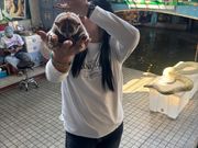 水上マーケットでスローロリス？可愛いお猿さんと写真撮影！