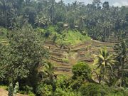世界遺産の棚田