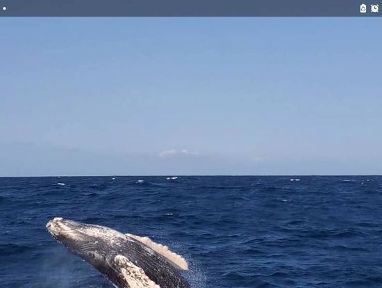 大迫力のブリーチング