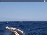 大迫力のブリーチング