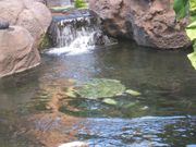 ホヌさんではないホヌさん