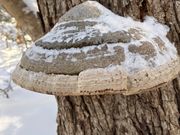 猿の腰掛けはじめてみました！