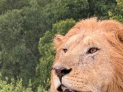 ライオン
